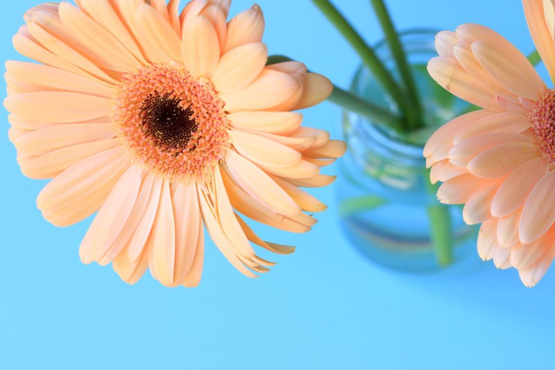 Красивые герберы