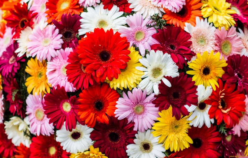 Герберы разноцветные