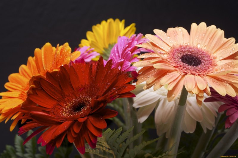 Гербера Абиссинская