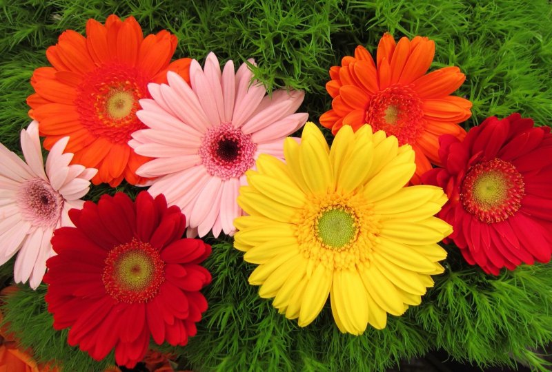 Гербера соцветие