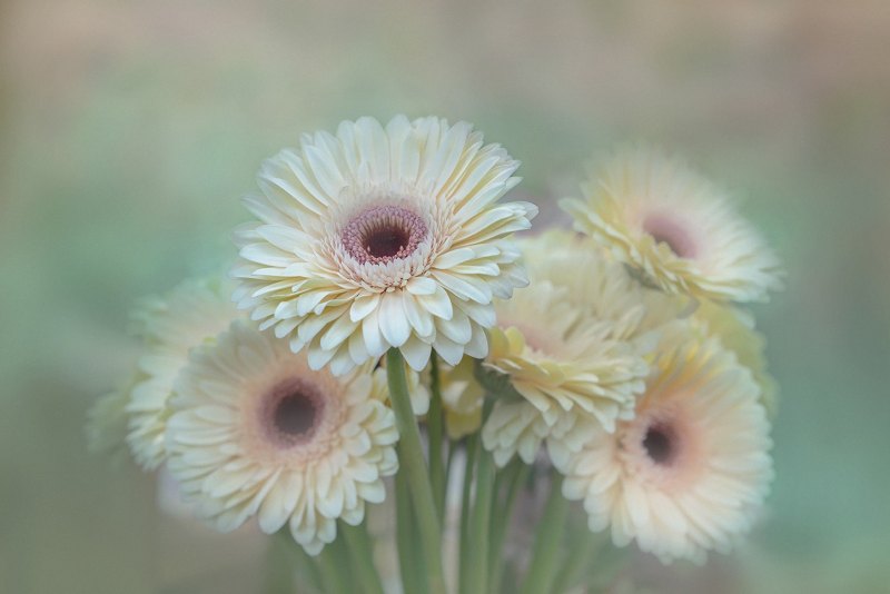 Герберы светлые