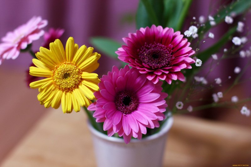 Gerbera Гербера
