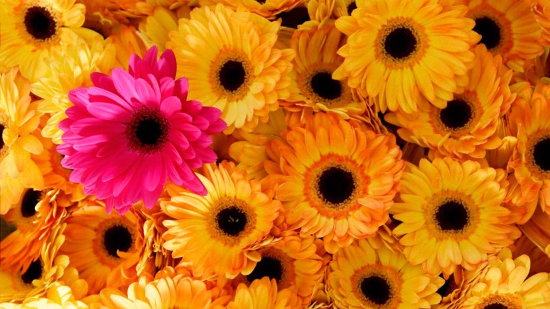 Красивые герберы