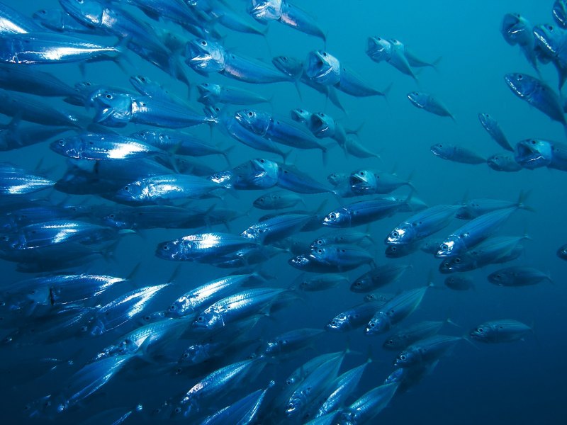 Сельдеобразные косяк