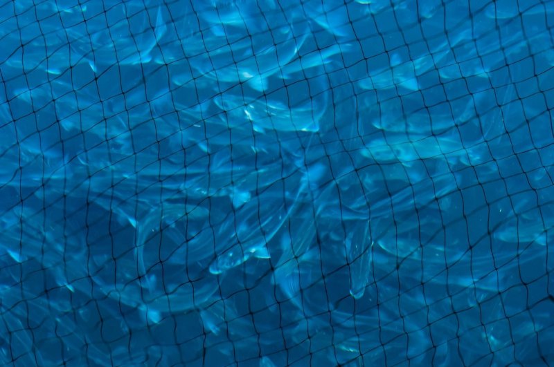 Фон для рыбного магазина