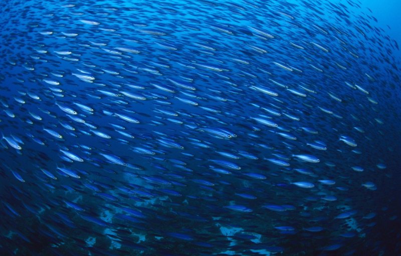 Стая рыб