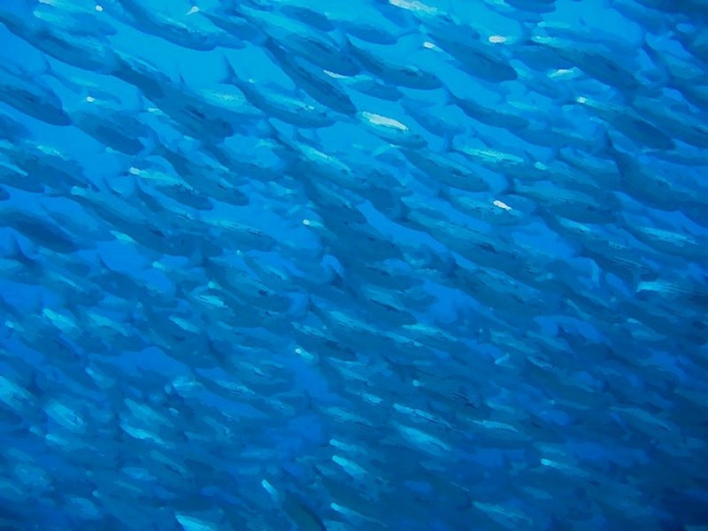 Голубой фон рыба