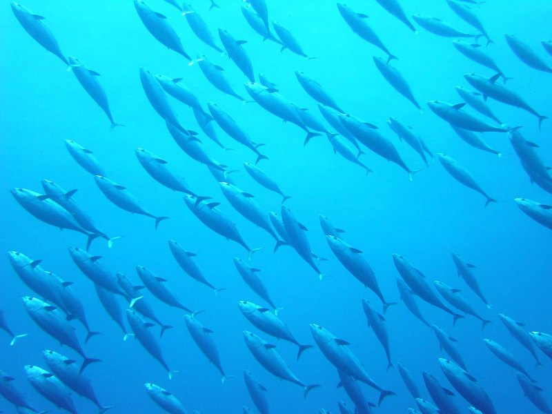 Мелкая морская рыба