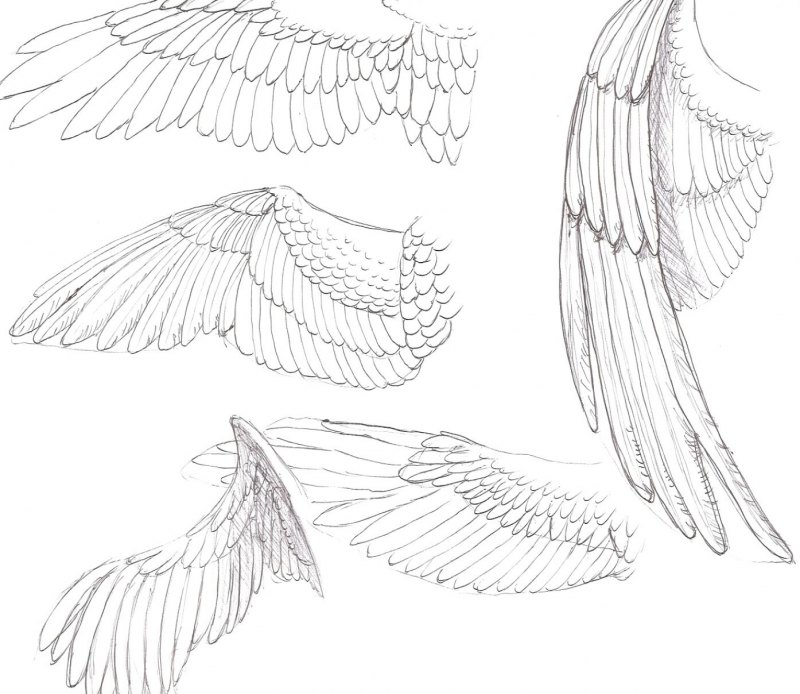 Как нарисовать Крылья