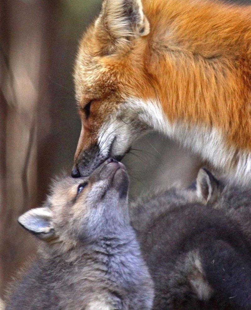 Лисья любовь