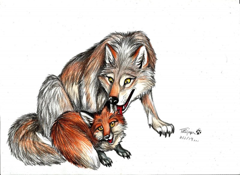 Лисичка и волк