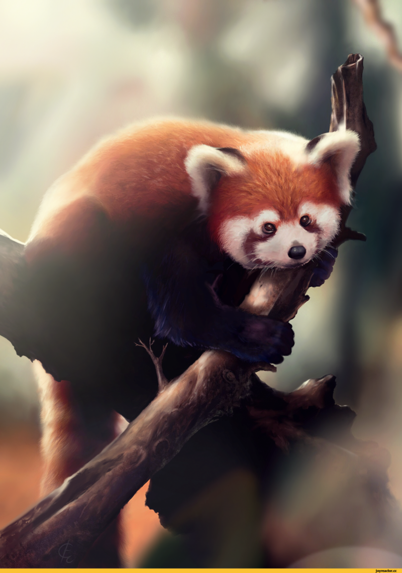 Сумчатая Панда