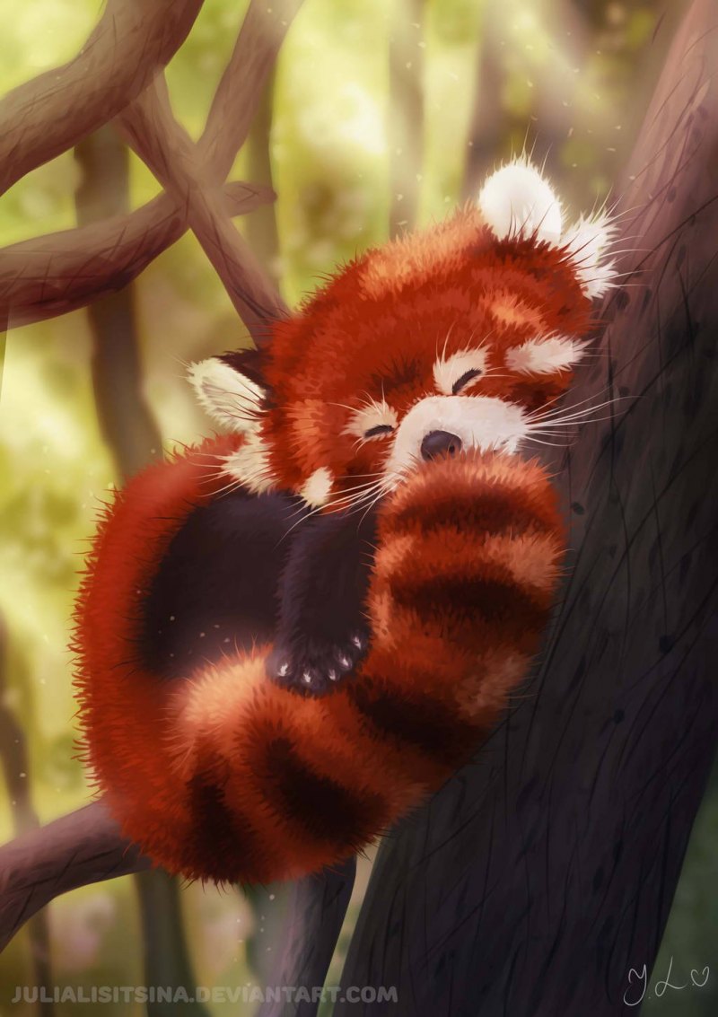 Красная Панда и лиса