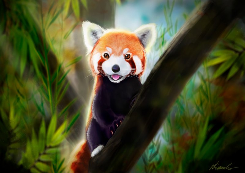 Красная Панда