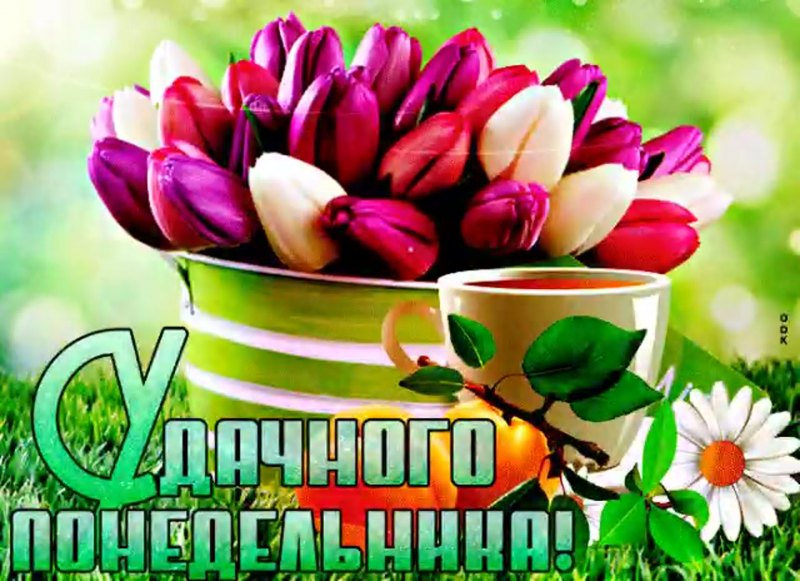 Доброго понедельника с тюльпанами