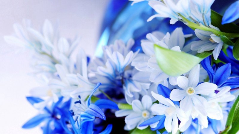 Цветы в голубом цвете