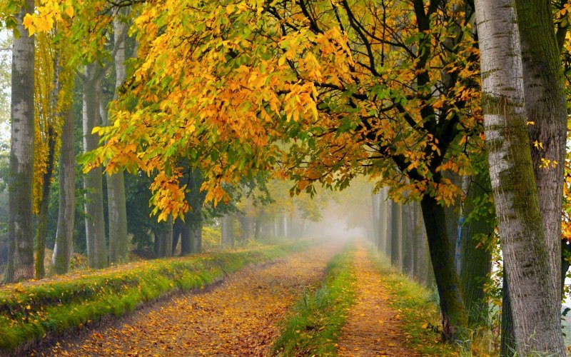 Природа осень