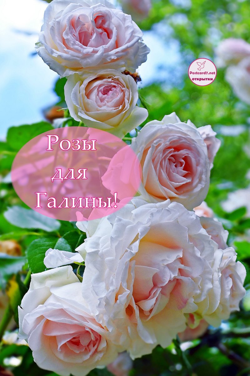 Ирина Павловна с днем рождения открытка