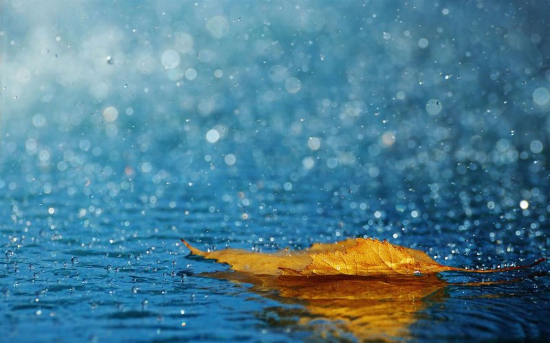 Листья на воде