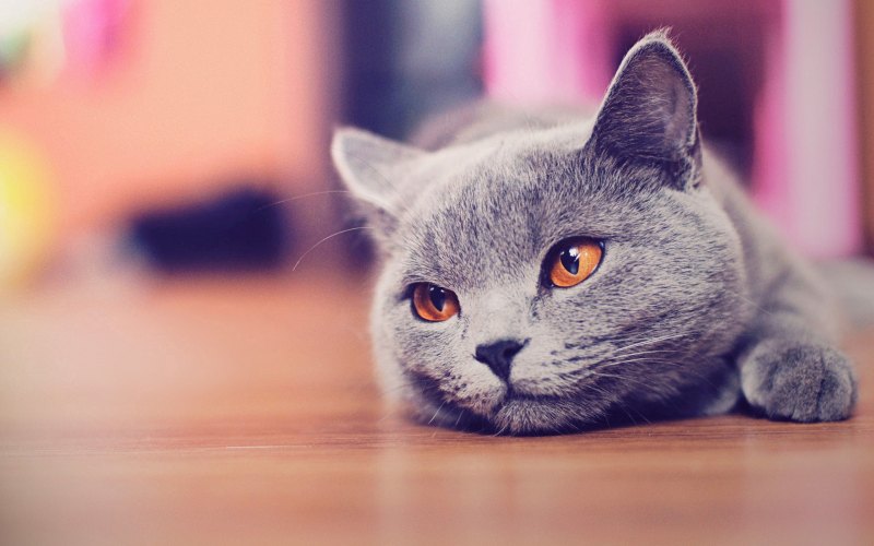 Кошки HD