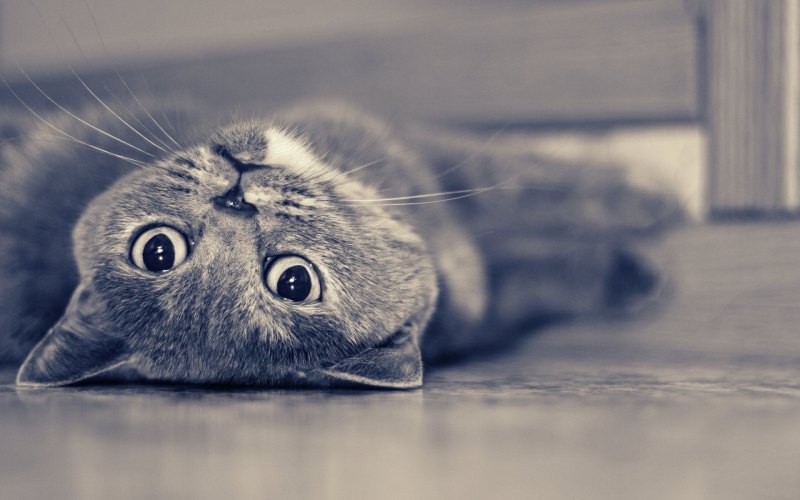 Заставка котики