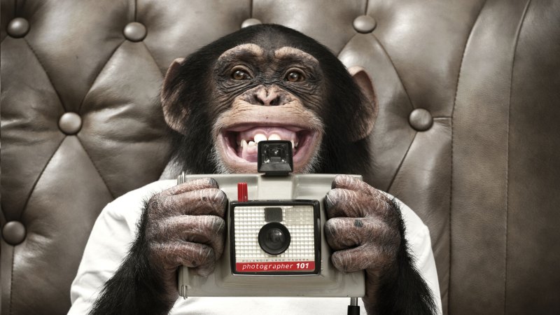 Banksy thinking Monkey