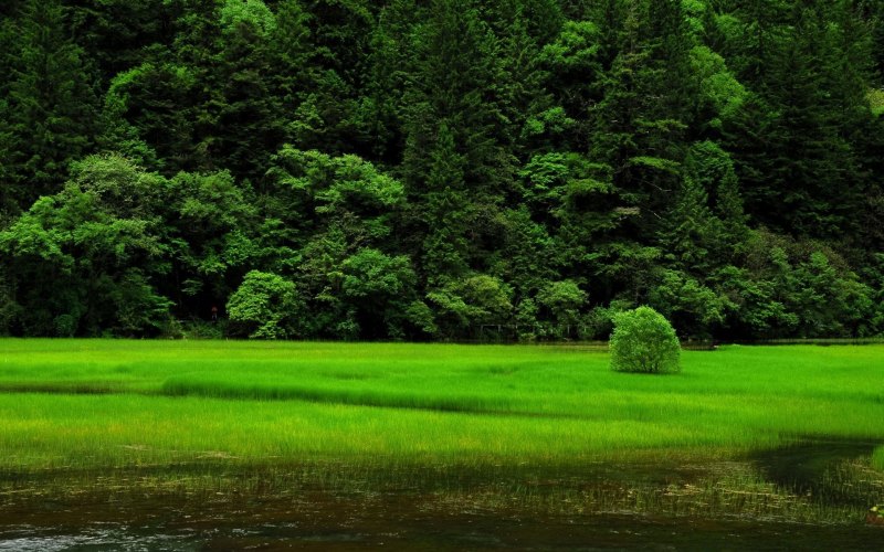 Зеленая природа
