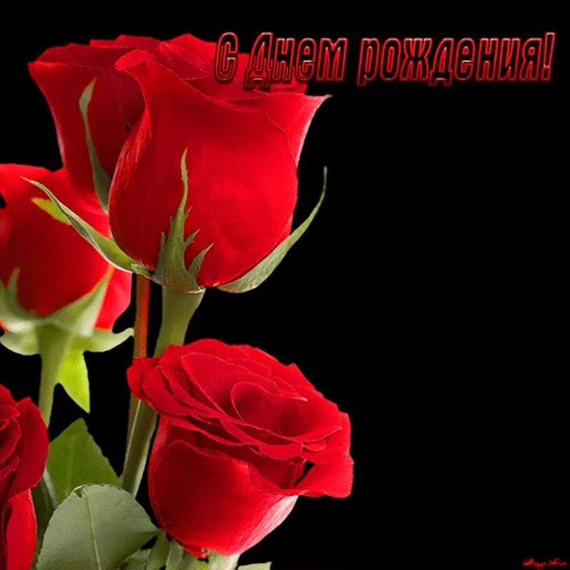 Открытки с днем рождения розы