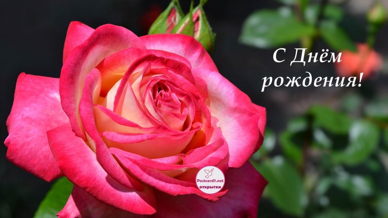 С днём рождения розы