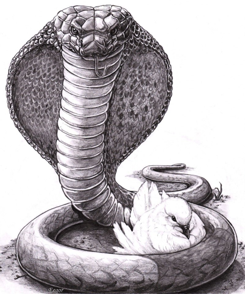 Королевская Кобра Гаязов