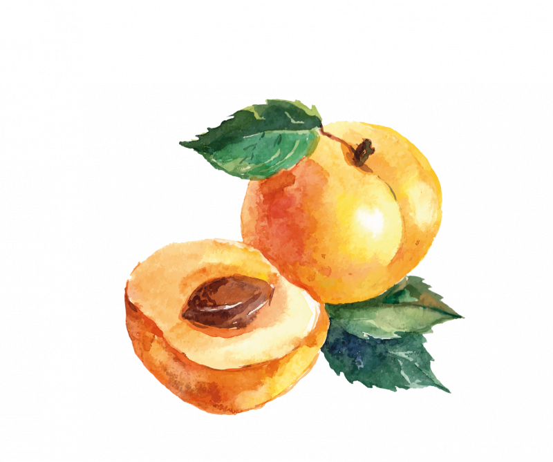 Нектарин акварелью