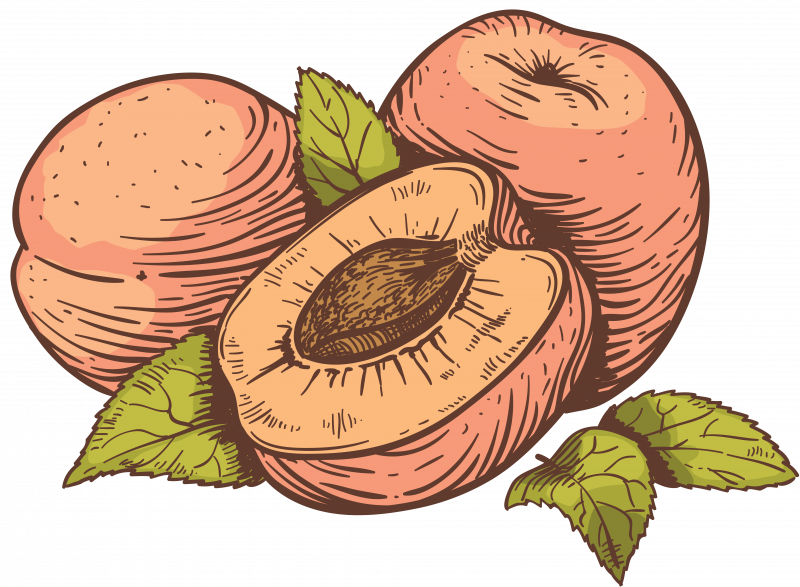 Персик иллюстрация