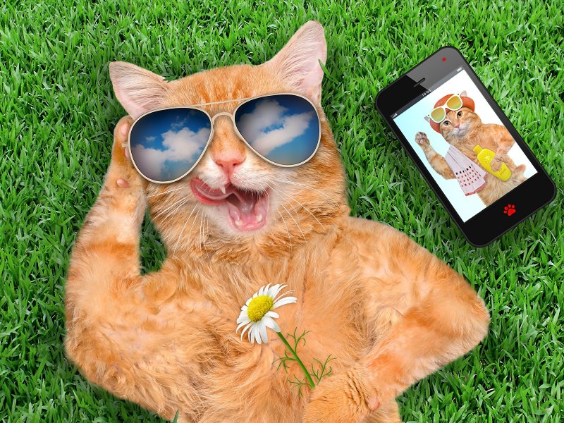 Кошка в солнечных очках