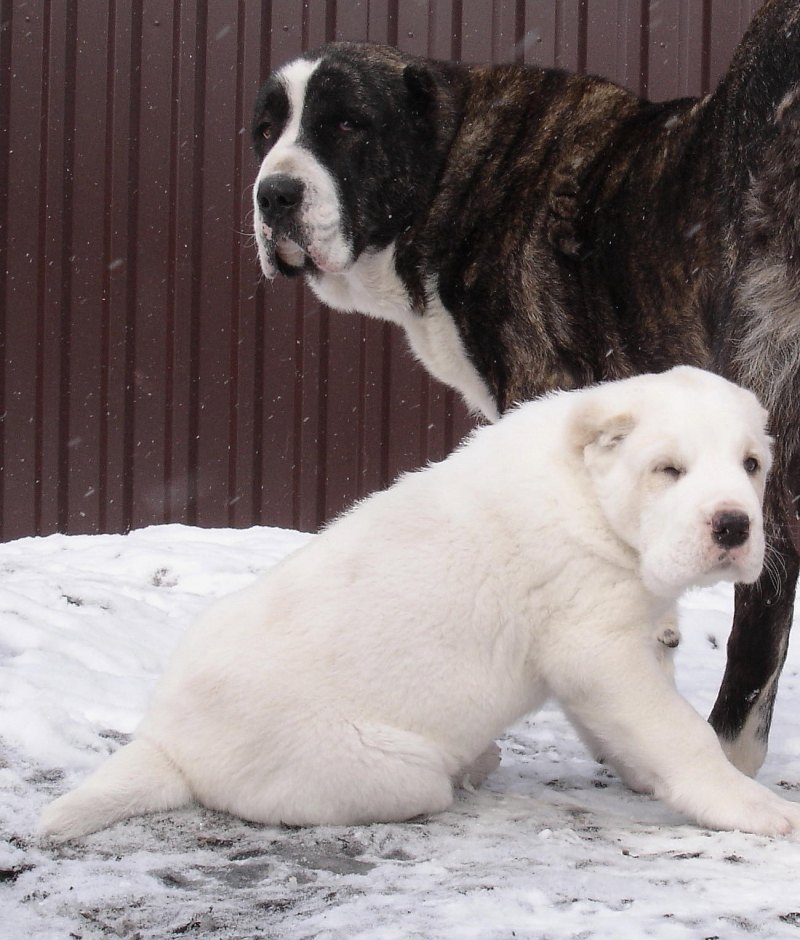 Среднеазиатская овчарка алабай рыжий