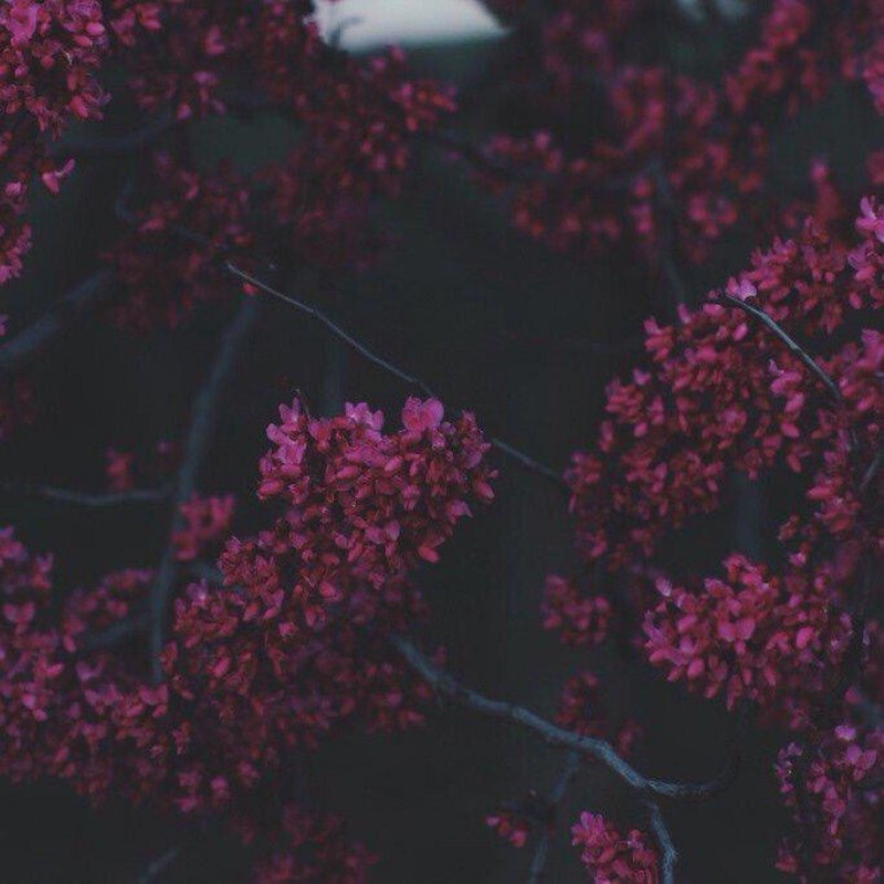 Эстетика темно красные тона