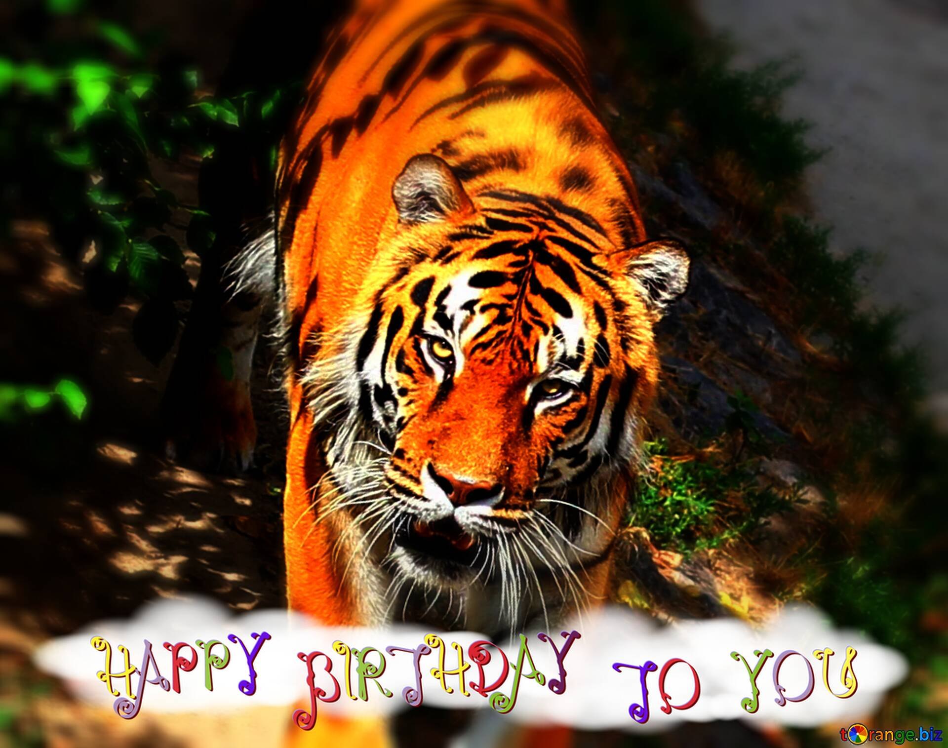 Мужчина рожденный тигр. С днем рождения тигр. Открытка с днём рождения с тигром. С днем рождения тигрица. Открытка с днём рождения мужчине с тигром.