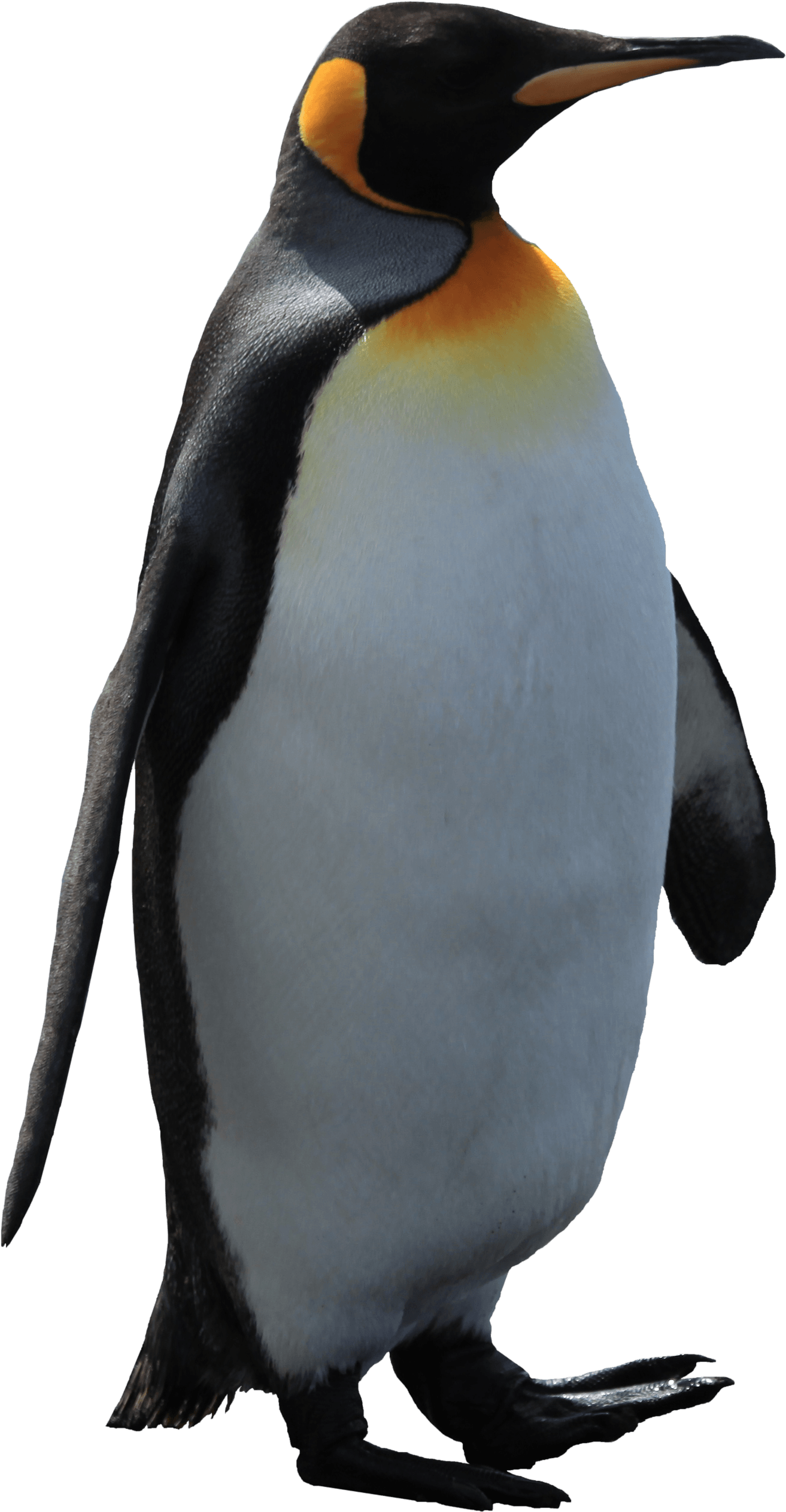 Картинки пингвин на прозрачном фоне