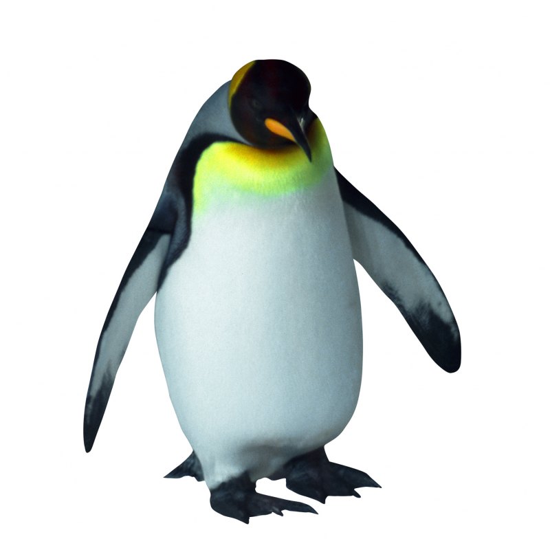 Картинки пингвин на прозрачном фоне