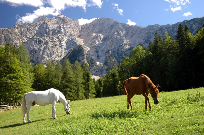 красочная картинки с лошадьми