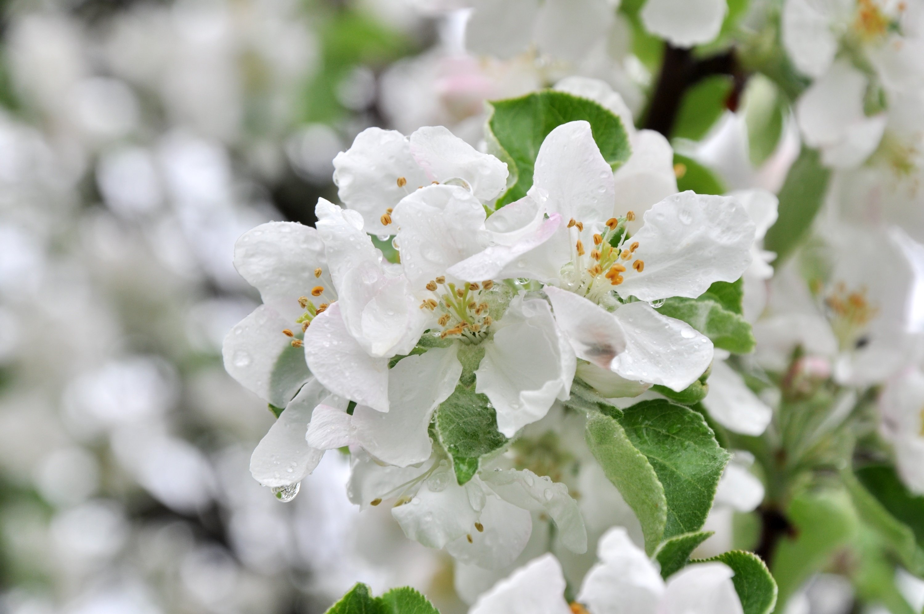 Цветение яблони фото. Яблоня Хидден Роуз. "Яблони в цвету", 1935 Батурин. Яблоня Сибирская цветение. Яблоня “белый налив” цветение дерево.
