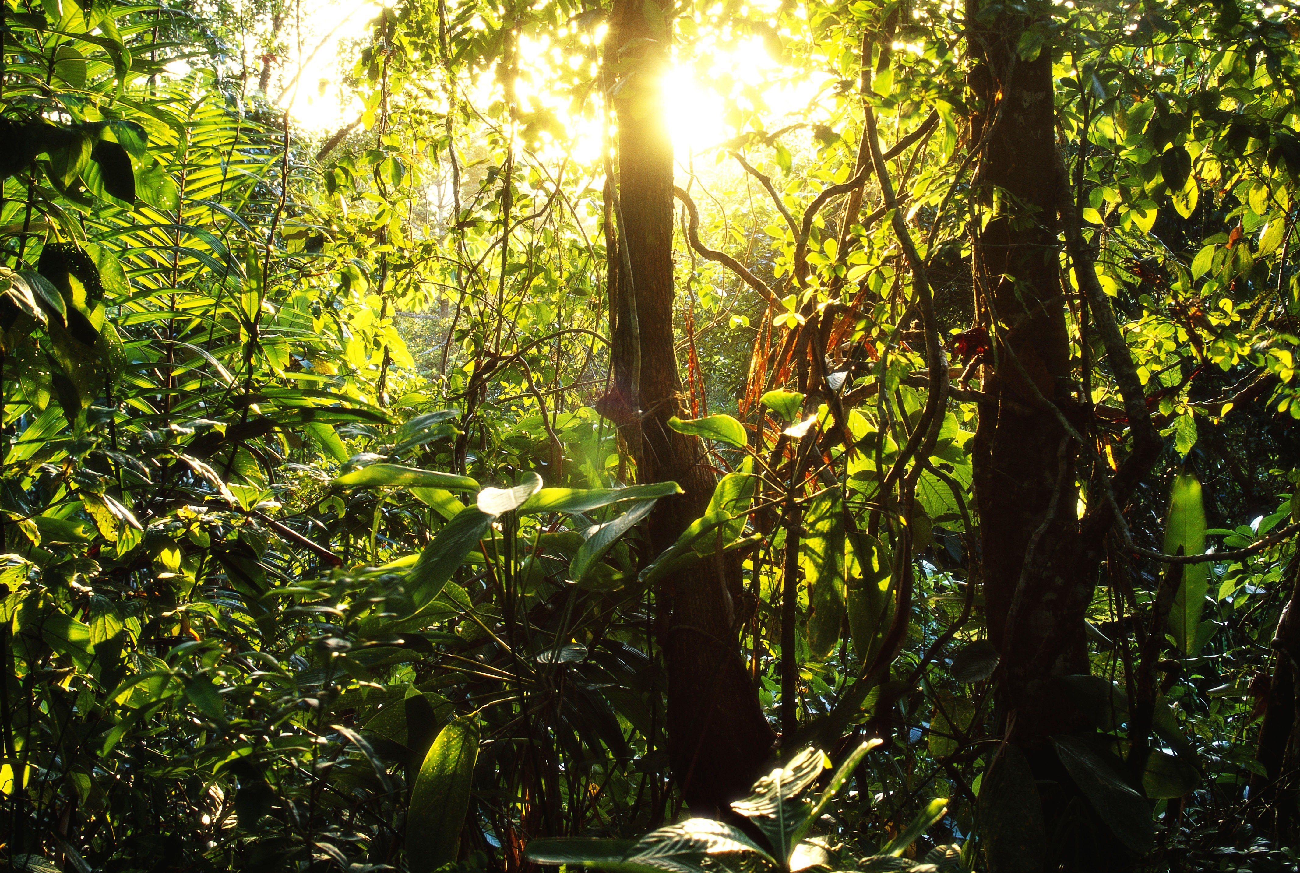 Влажные субтропические леса климат. Вечнозелёные тропические леса Южной Америки. Муссонные леса Южной Америки. Тропикал Рейнфорест. Муссонные листопадные леса.