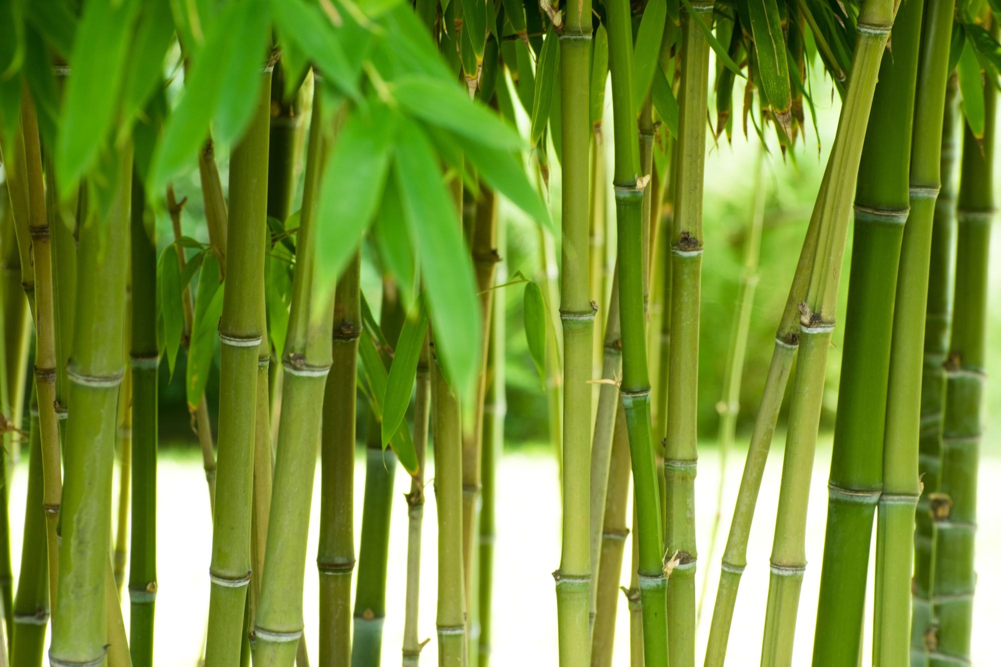 Big bamboo play big bamboo top. Горец Сибирский бамбук. Бамбук садовый широколистный. Бамбук Shimbatea Kumasasa. Сорт бамбука bambusa fortunei.