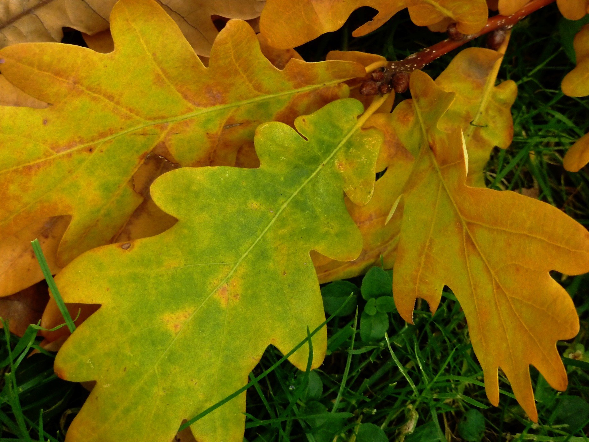 Каким цветом листья осенью. Дуб черешчатый осенью лист. Дуб черешчатый окраска листьев осенью. Дубовый лист. Осенние листья дуба.