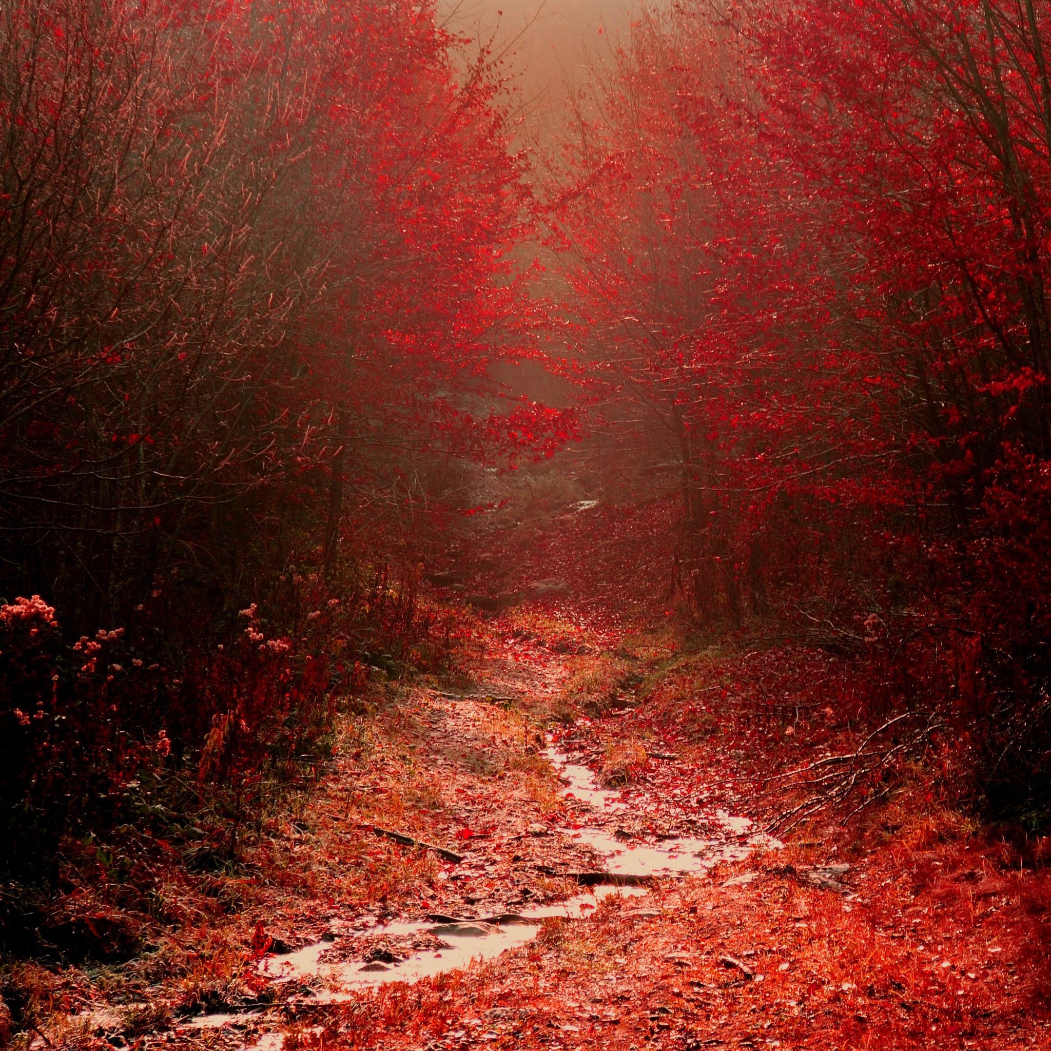 Красно жалкие. Красный лес. Багряный лес. Пейзаж в красных тонах. Мрачный пейзаж.