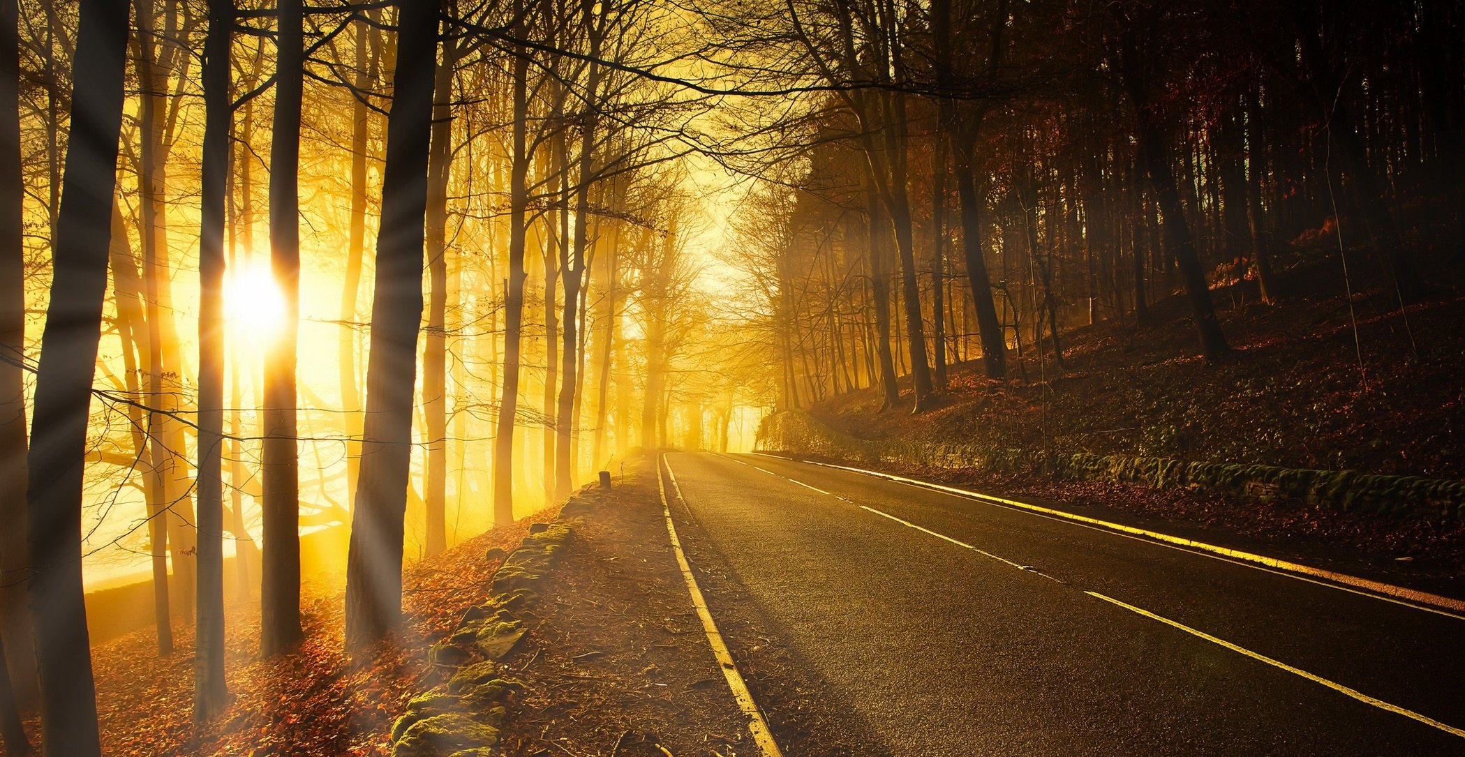Желтый свет на дороге. Солнце на дороге. Лесная дорога. Осень дорога солнце. Лес дорога солнце.