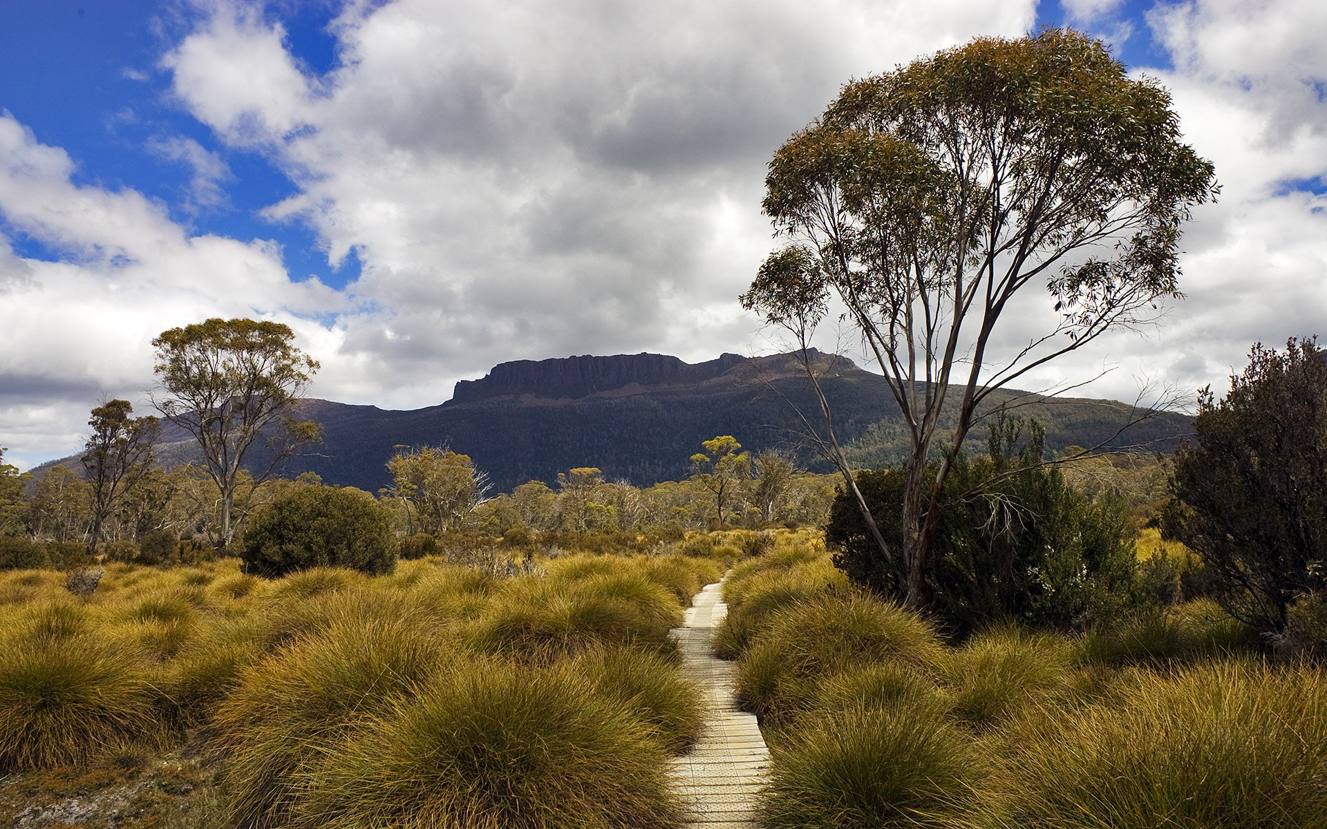 Природа австралии климат. Жестколистные леса Австралии. Тасмания климат. Тасмания климатический пояс.