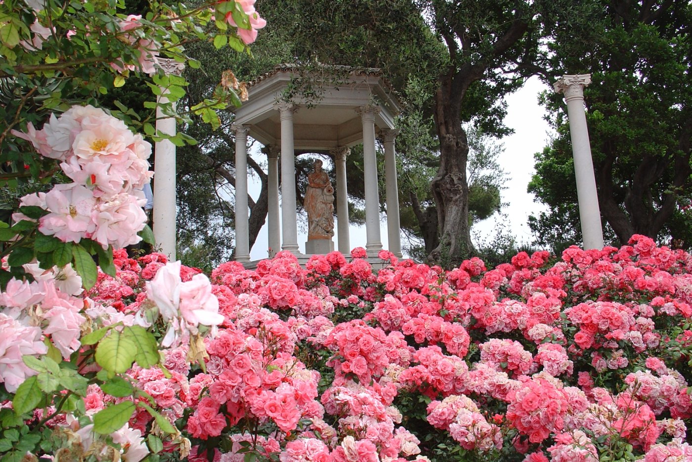 Твой сад розы. Сад роз Эфрусси Ротшильд. Королевский Ботанический сад сад розарий. Розарий Эфрусси Ротшильд. Букингемский дворец сад цветы.