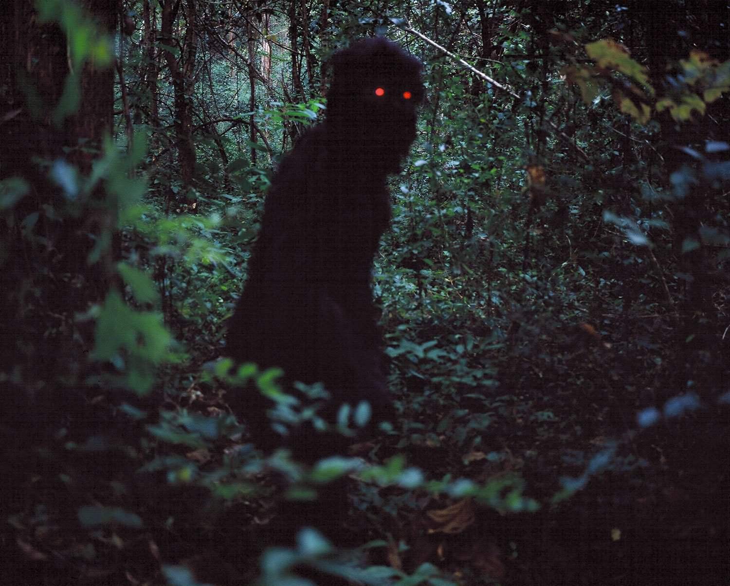 фанфик желтые глаза в темноте леса премьер фото 15
