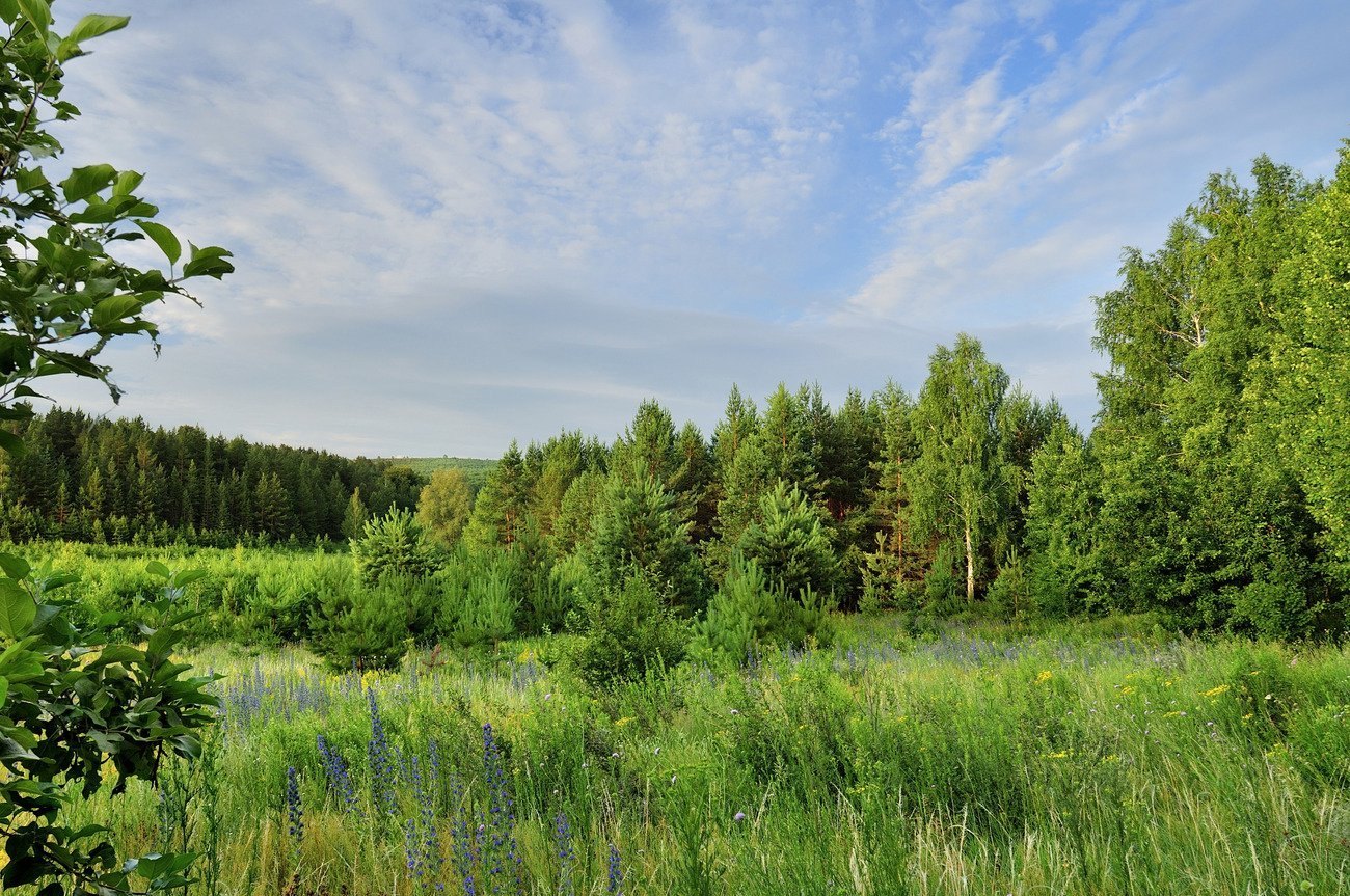 Лес в луге