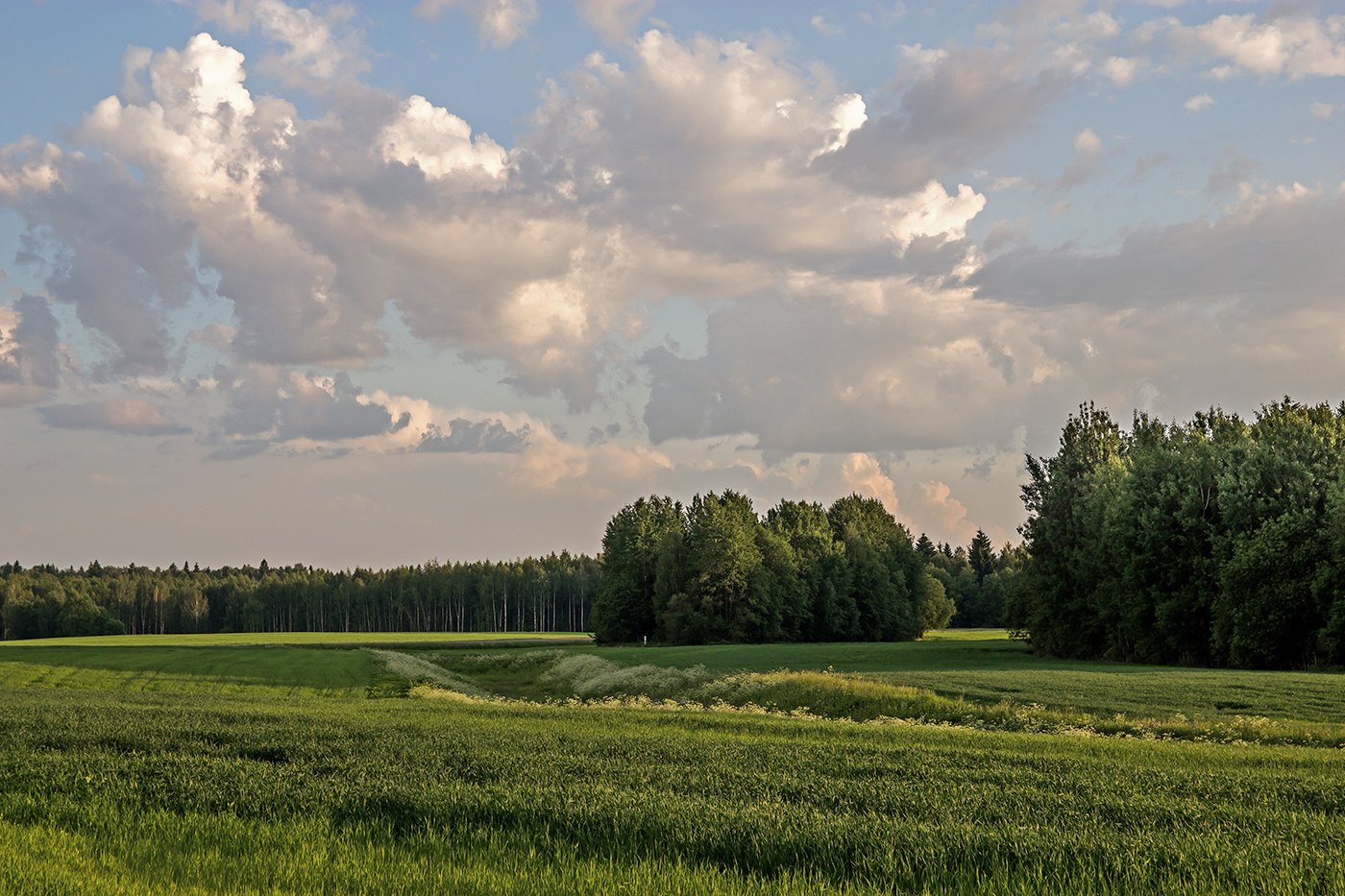 Лес далеко